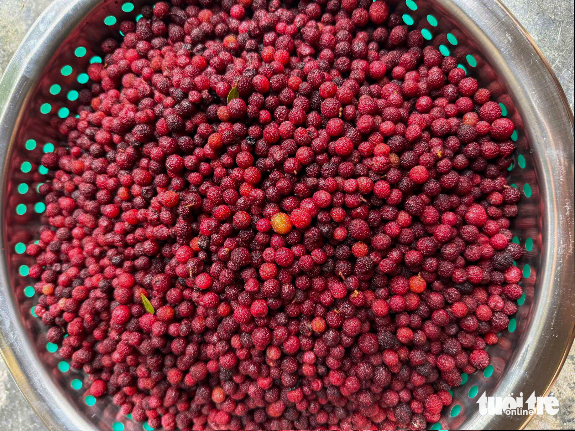 Dâu rừng chín đỏ trên dãy Hoành Sơn - Ảnh 5.