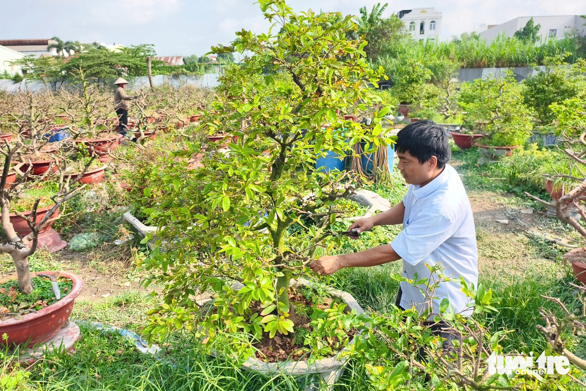 mai vàng - Ảnh 3.