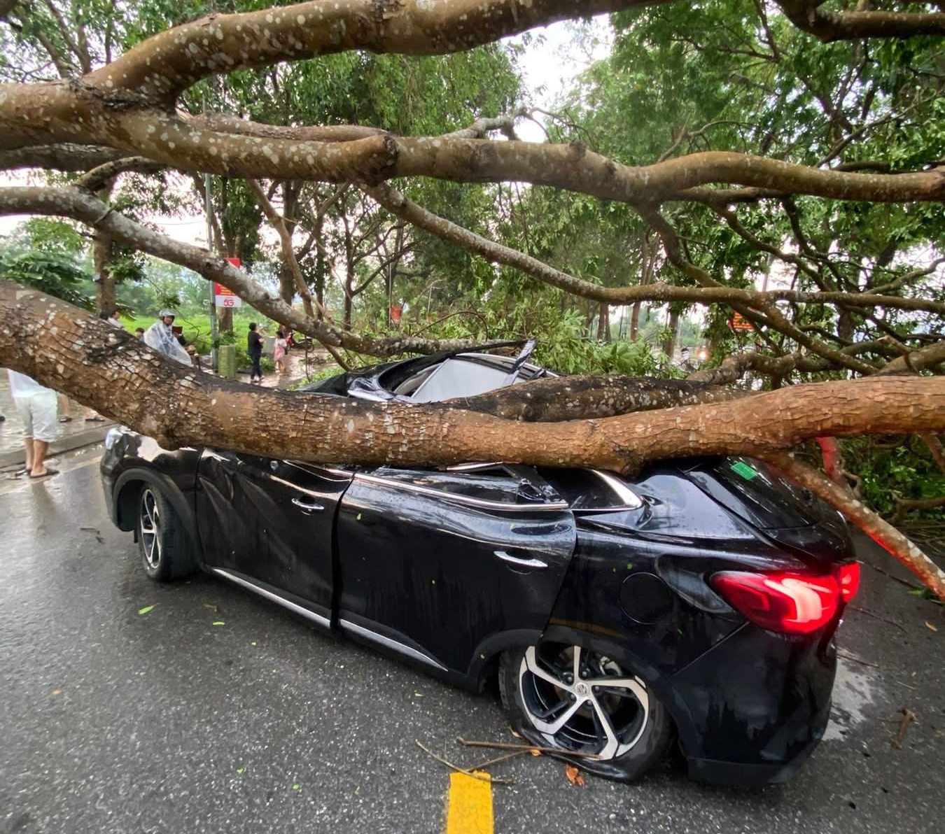 Gallery - Thunderstorms topple trees, injure worker, damage vehicles in northern Vietnam