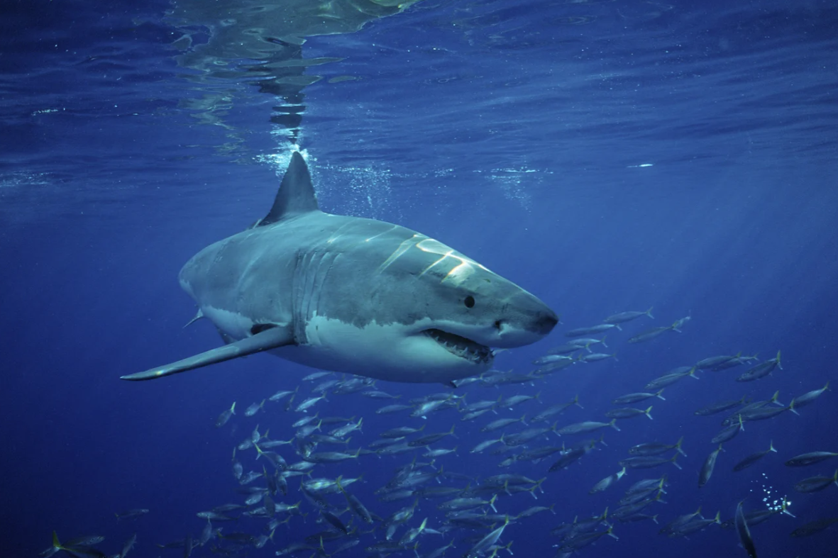 Những cuộc di cư ngoạn mục và khắc nghiệt nhất hành tinh - Ảnh 7.