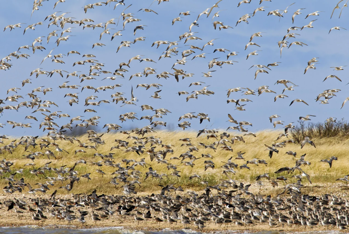 Những cuộc di cư ngoạn mục và khắc nghiệt nhất hành tinh - Ảnh 11.