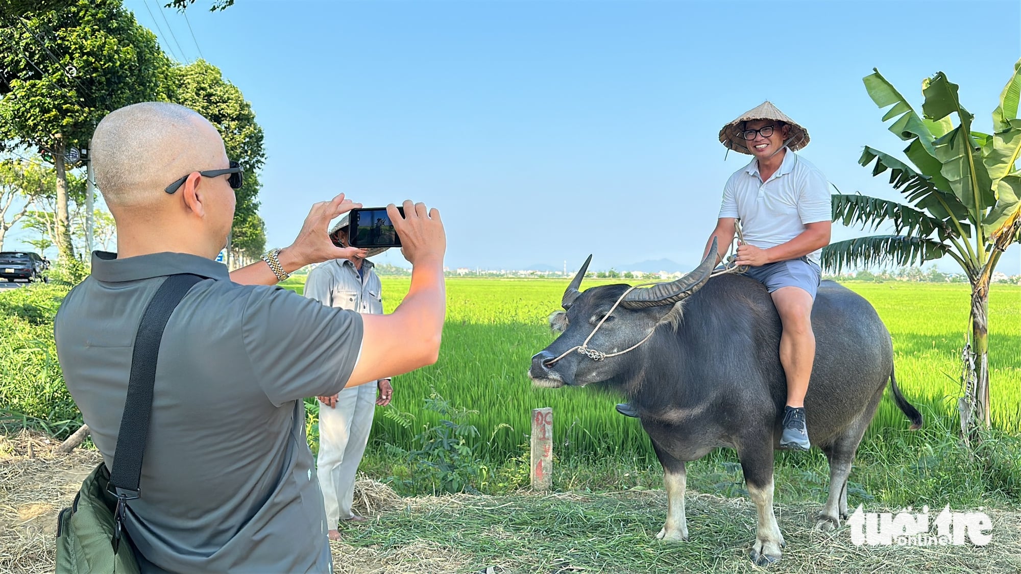 Buffalo riding in Da Nang rice fields offers foreign visitors hands-on taste of rural Vietnam- Ảnh 3. Buffalo riding in Da Nang rice fields offers foreign visitors hands-on taste of rural Vietnam- Ảnh 3.