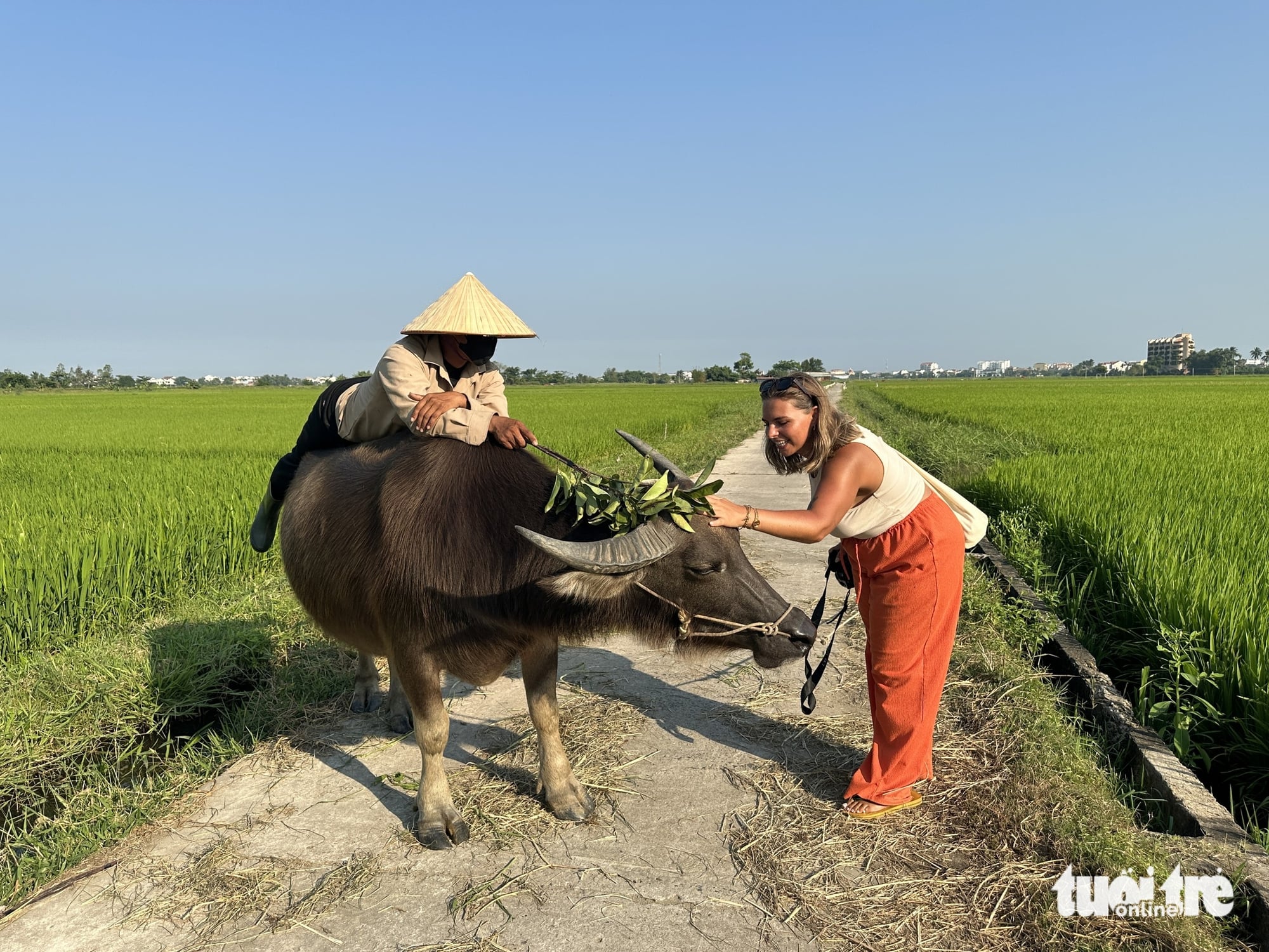 Buffalo riding in Da Nang rice fields offers foreign visitors hands-on taste of rural Vietnam- Ảnh 5. Buffalo riding in Da Nang rice fields offers foreign visitors hands-on taste of rural Vietnam- Ảnh 5.
