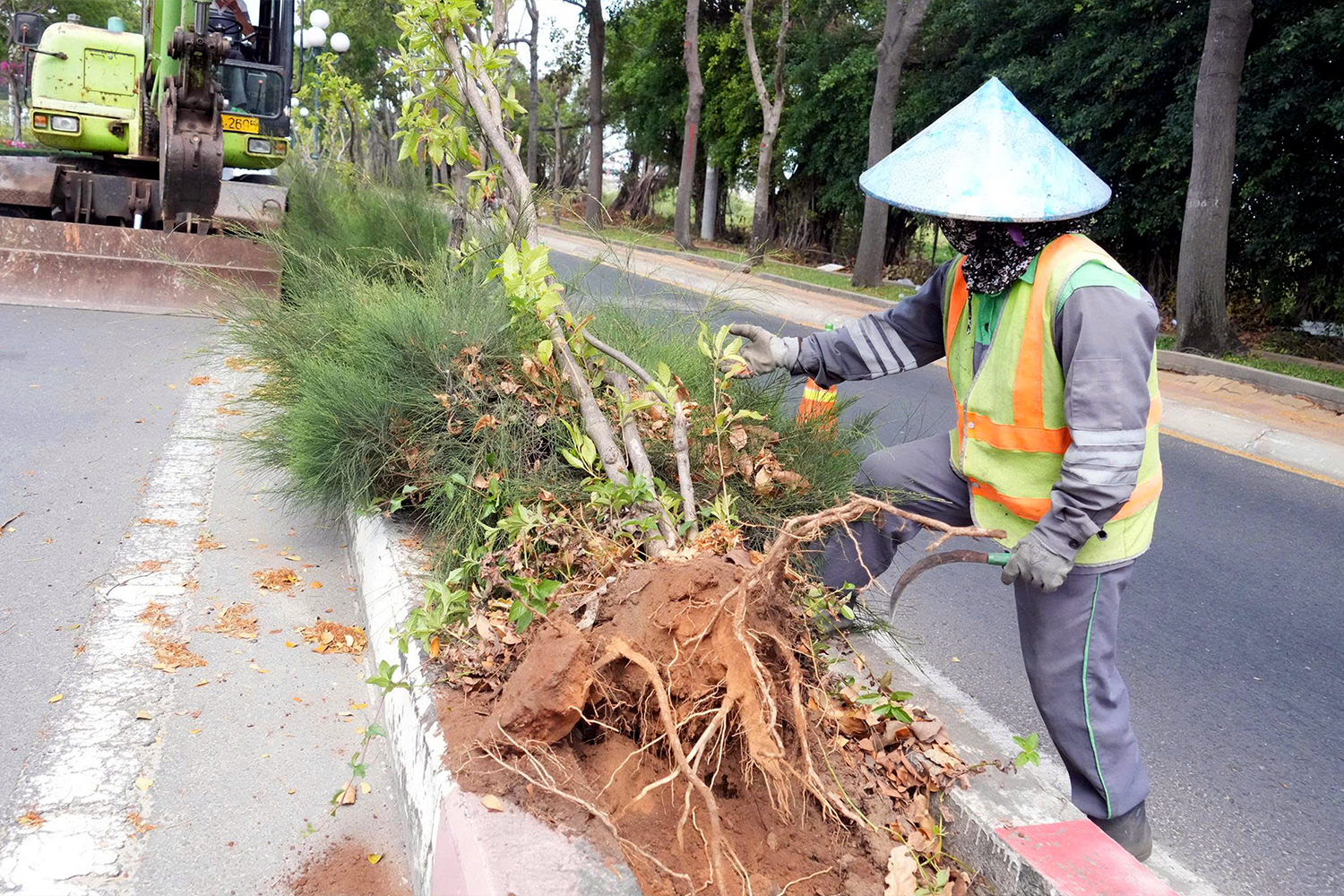 Vũng Tàu: Hơn 4.600 cây hoa huỳnh liên bị di dời để cải tạo cửa ngõ du lịch