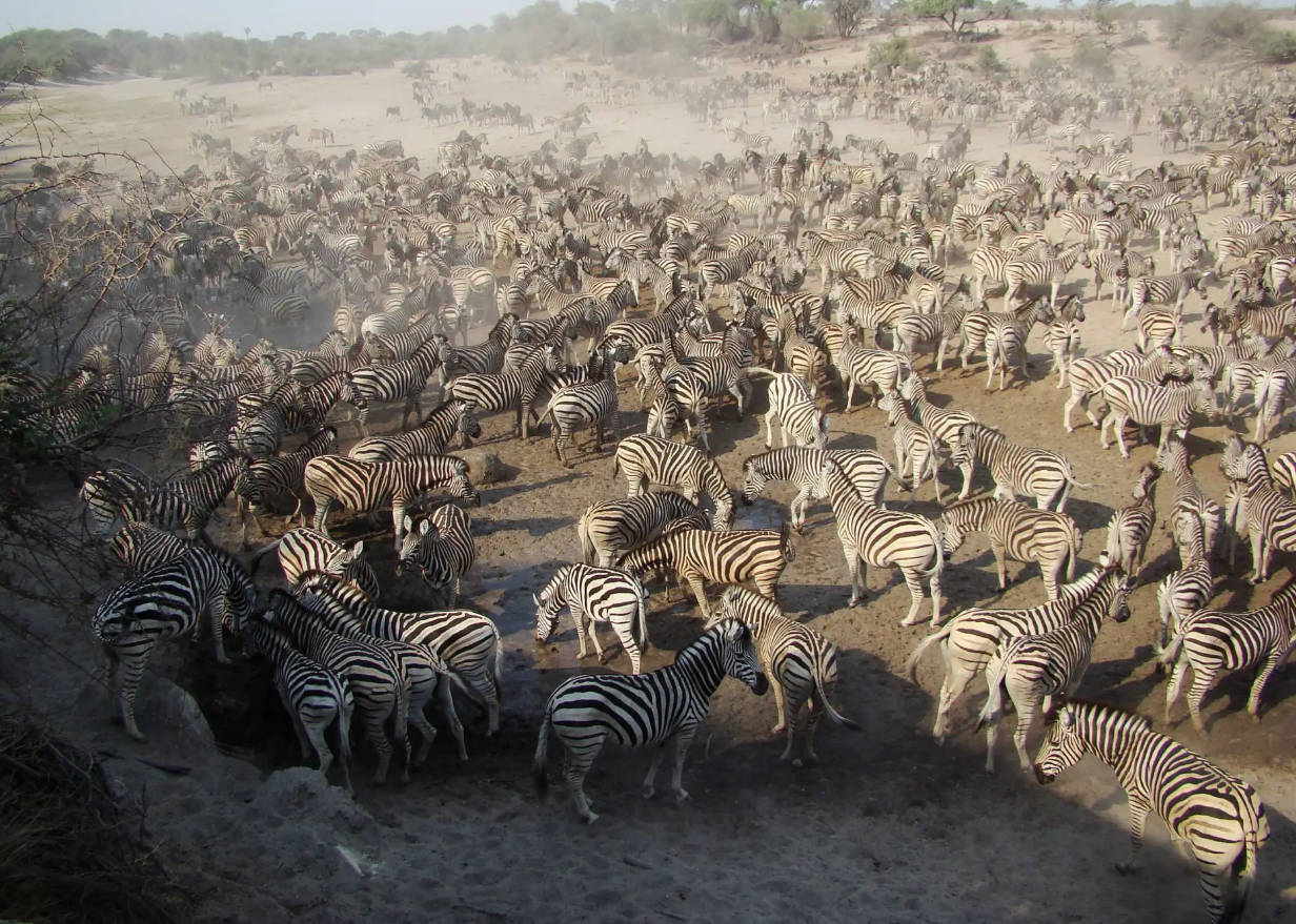Những cuộc di cư ngoạn mục và khắc nghiệt nhất hành tinh - Ảnh 6.