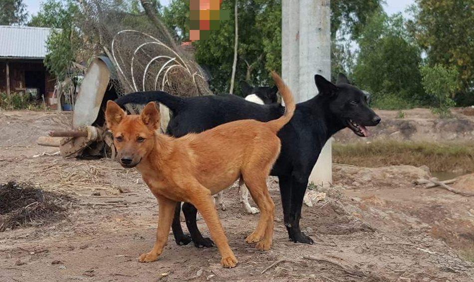 bệnh dại - Ảnh 1.