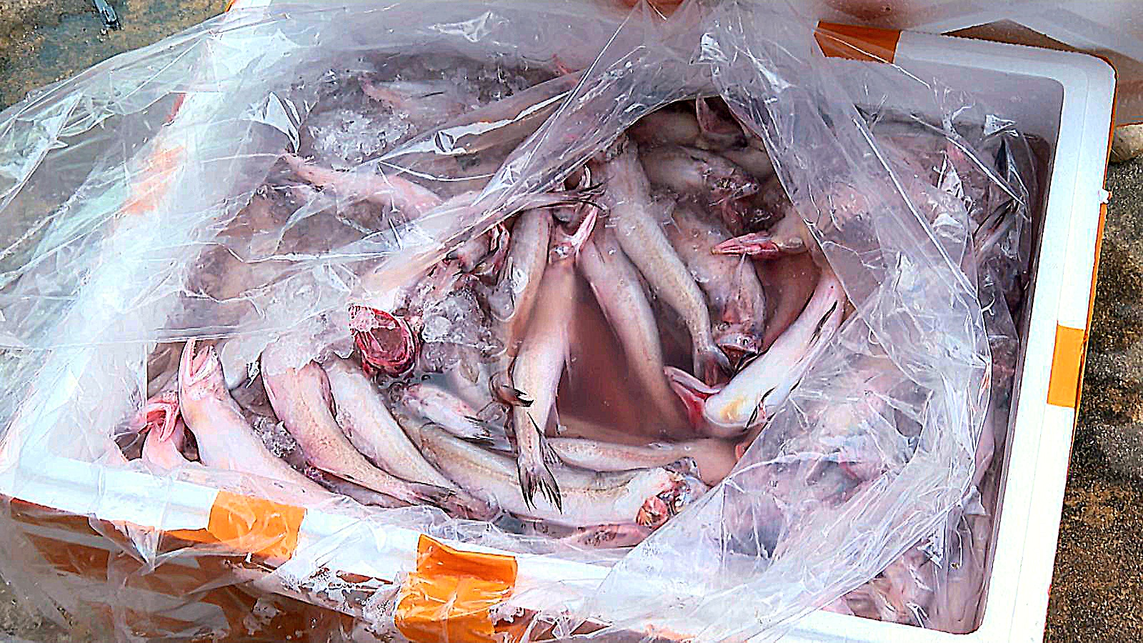 Bộ Nông nghiệp và Môi trường trả lời cử tri TP.HCM về giải pháp ngăn thực phẩm bẩn, dùng chất cấm - Ảnh 1.