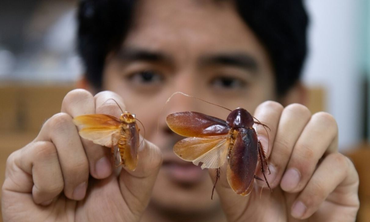 'Chúa gián Philippines': 'Thực ra gián cũng đáng yêu lắm' - Tuổi Trẻ Online