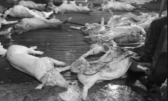 Bộ Nông nghiệp và Môi trường tăng cường kiểm soát giết mổ heo bệnh