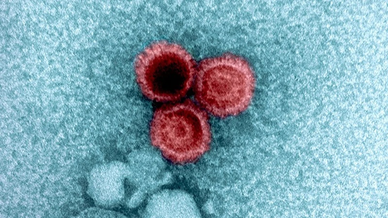 The secret of viruses that remain dormant in the human body for a lifetime without causing disease has been revealed.