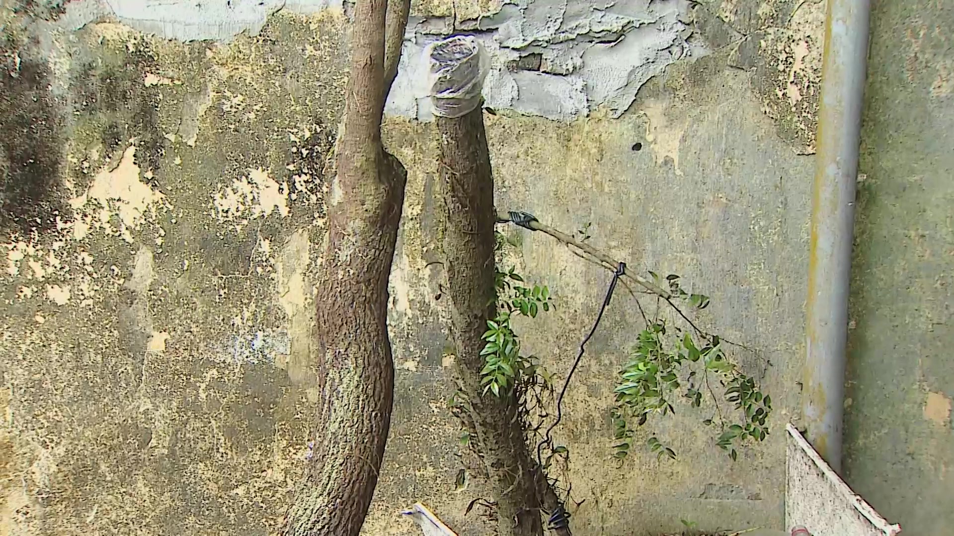 Thanh Hóa: Người dân khai thác cây muội hồng trái phép gây nguy hiểm