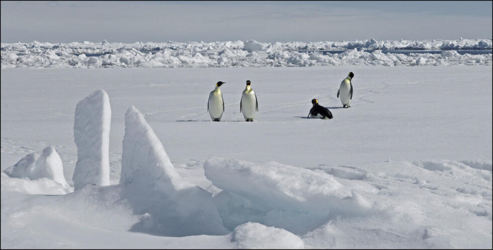 Emperor penguins listed as endangered species: IUCN- Ảnh 3.