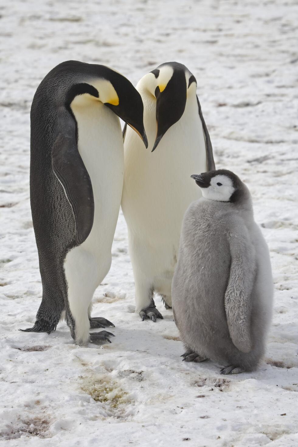 Emperor penguins listed as endangered species: IUCN- Ảnh 2.