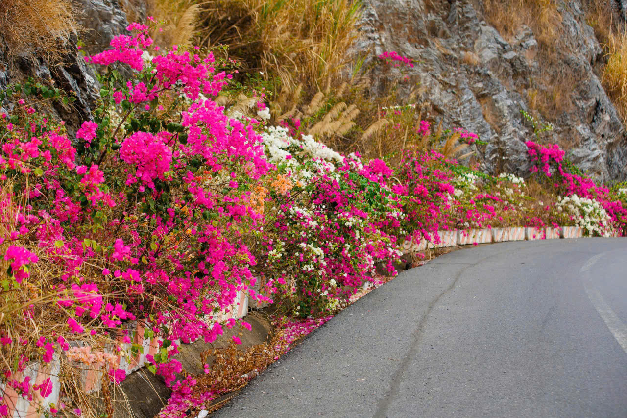 Cung đường Cát Bà đẹp như mơ - Ảnh 3.