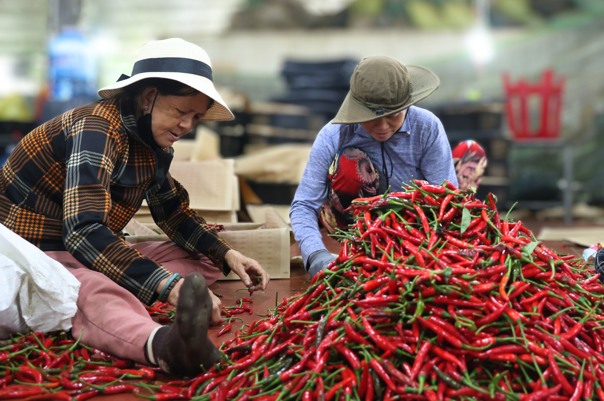 Ớt rớt giá còn 5.000 đồng/kg, nông dân Quảng Ngãi lao đao - Ảnh 4.