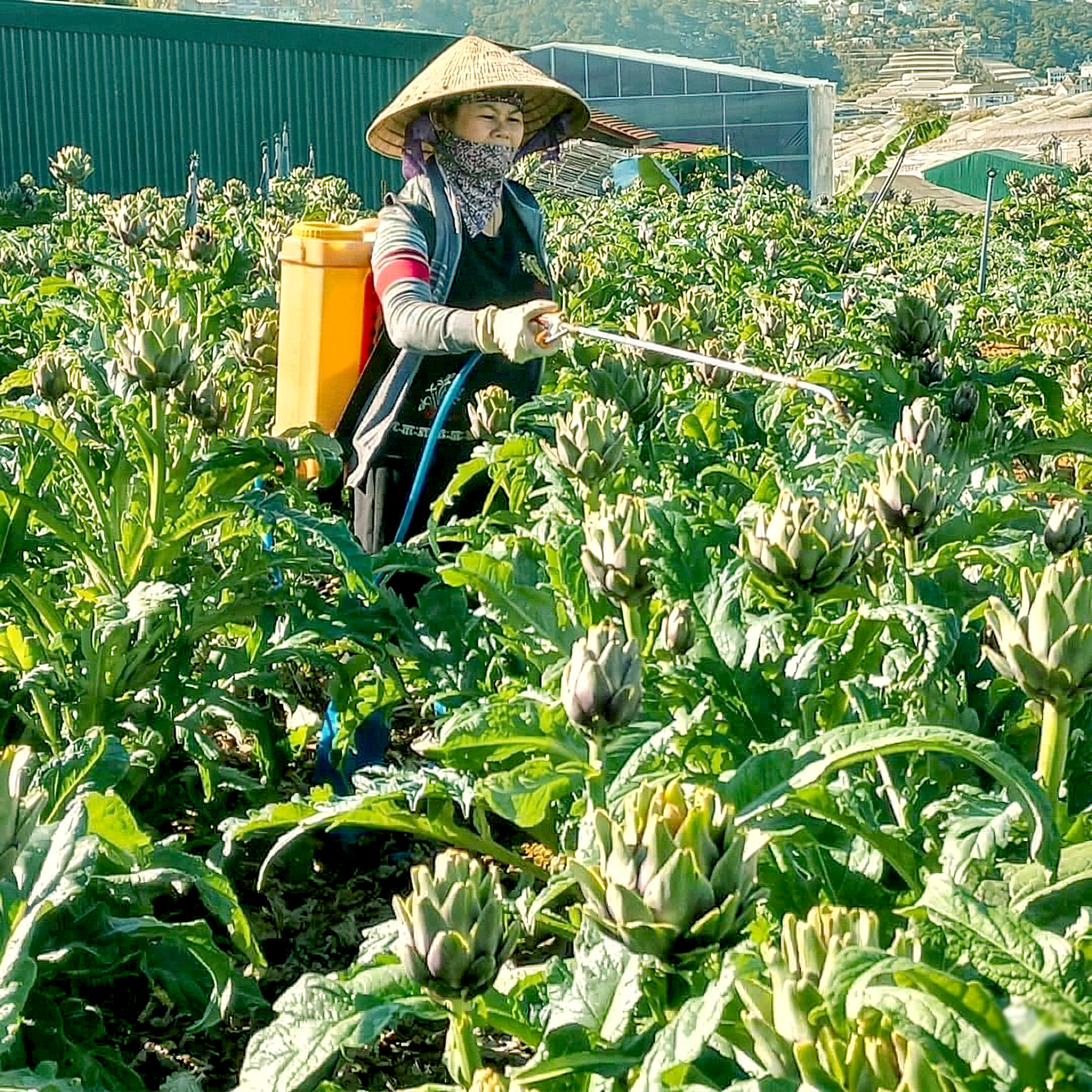 Những mùa atiso của tuổi thơ - Ảnh 1.