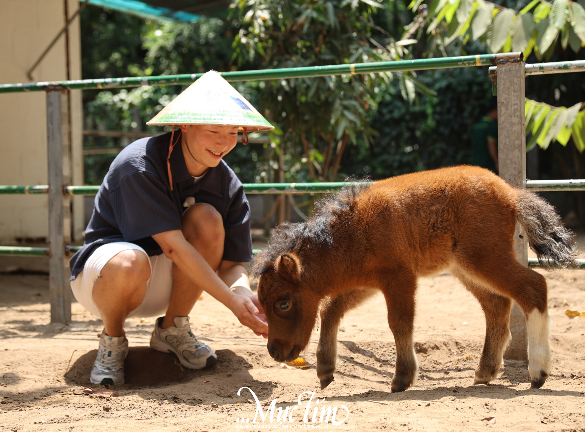 Ngựa lùn Cacao Thảo cầm viên ra mắt, “khai hoa bắt miếng” tại tiệc đầy tháng- Ảnh 1.
