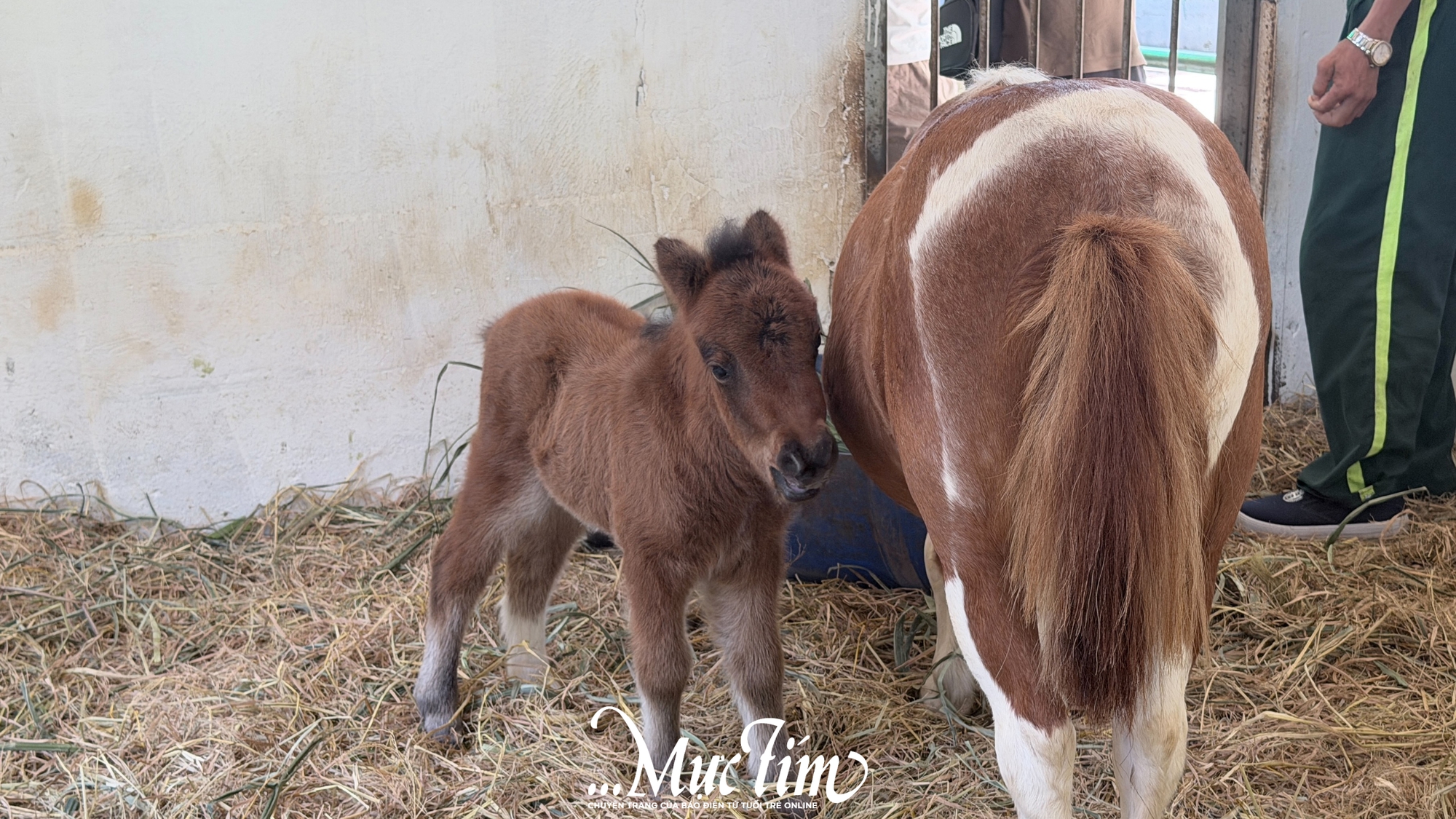Ngựa lùn Cacao Thảo cầm viên ra mắt, “khai hoa bắt miếng” tại tiệc đầy tháng- Ảnh 2.