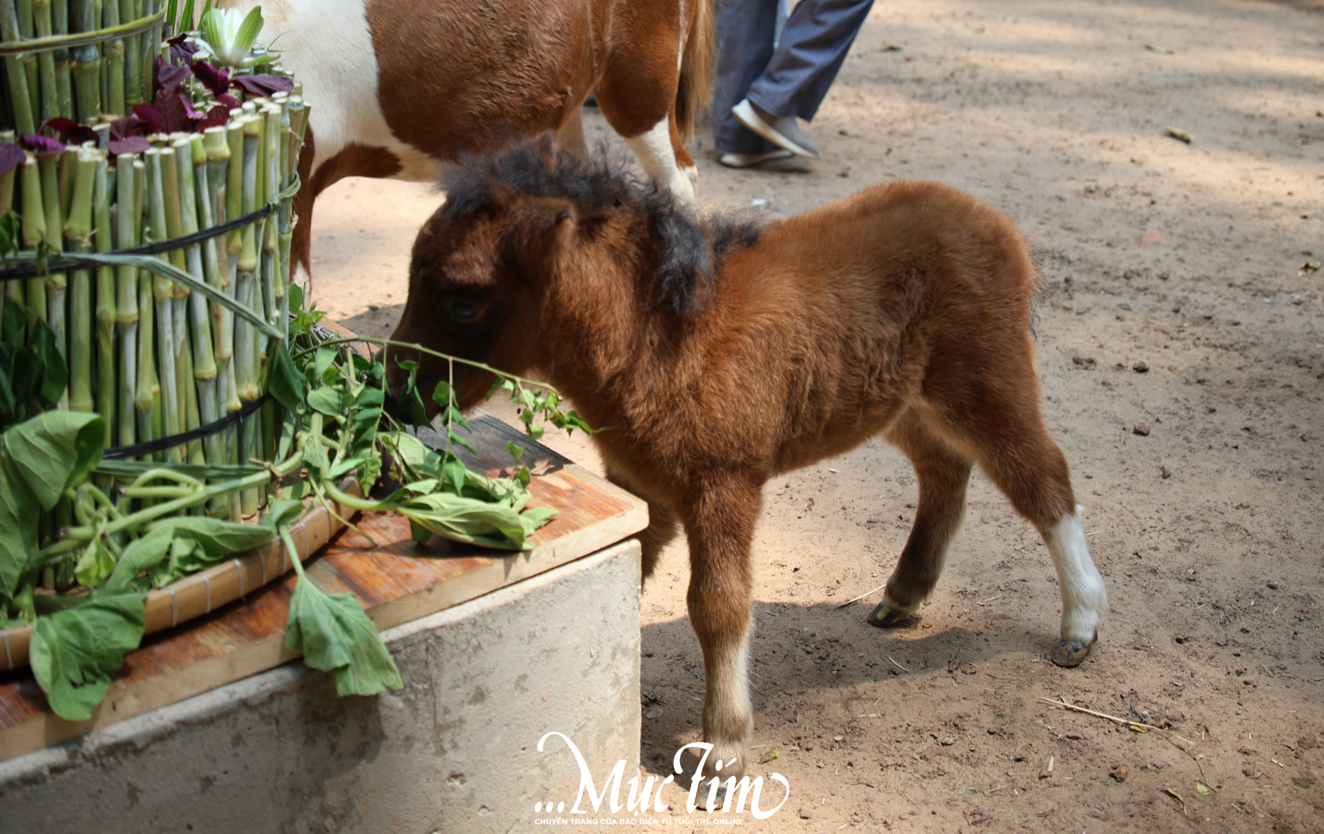 Ngựa lùn Cacao Thảo cầm viên ra mắt, “khai hoa bắt miếng” tại tiệc đầy tháng- Ảnh 3.