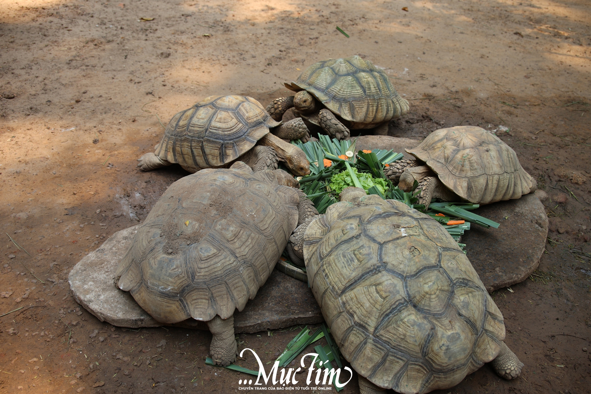 Ngựa lùn Cacao Thảo cầm viên ra mắt, “khai hoa bắt miếng” tại tiệc đầy tháng- Ảnh 4.