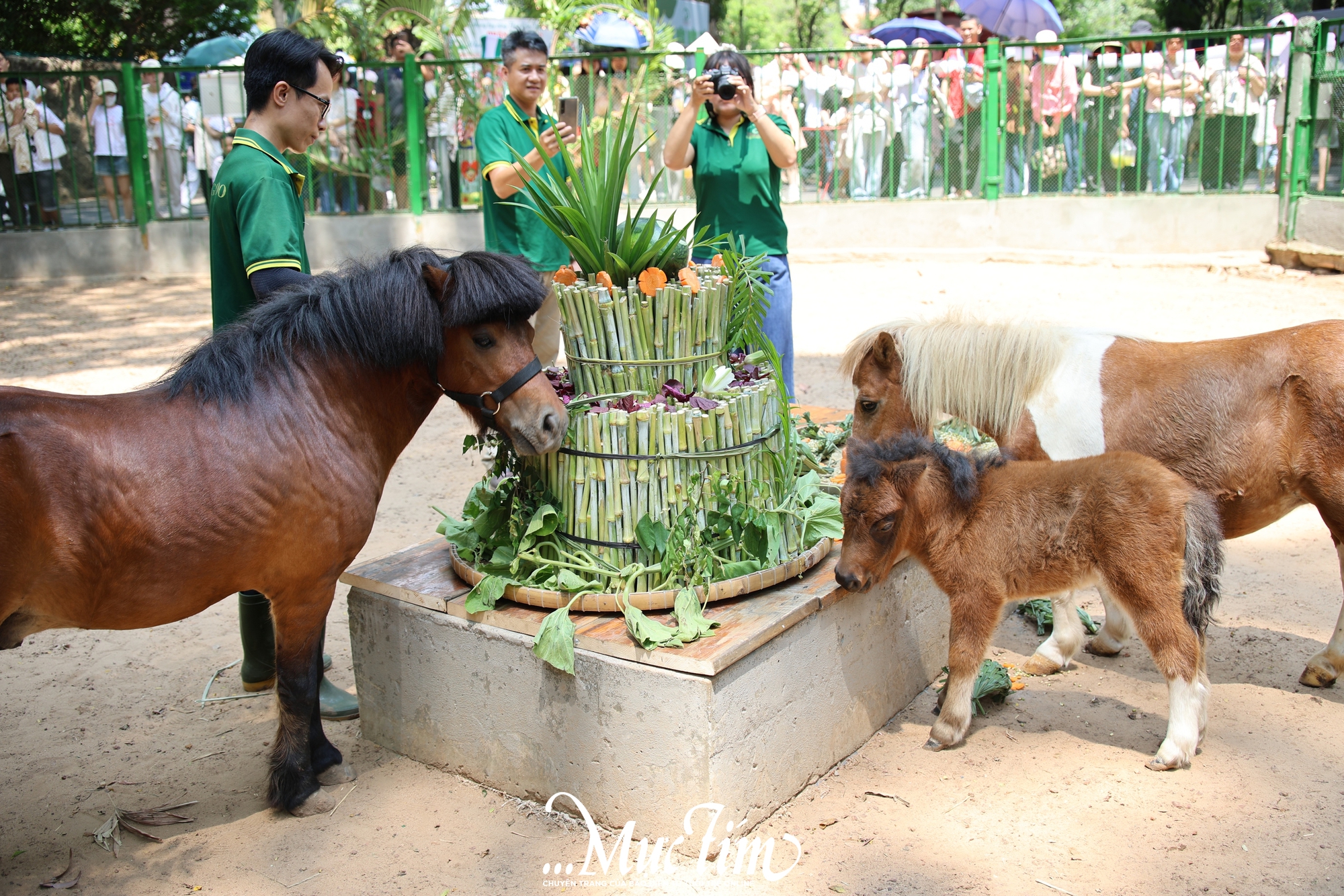 Ngựa lùn Cacao Thảo cầm viên ra mắt, “khai hoa bắt miếng” tại tiệc đầy tháng- Ảnh 5.