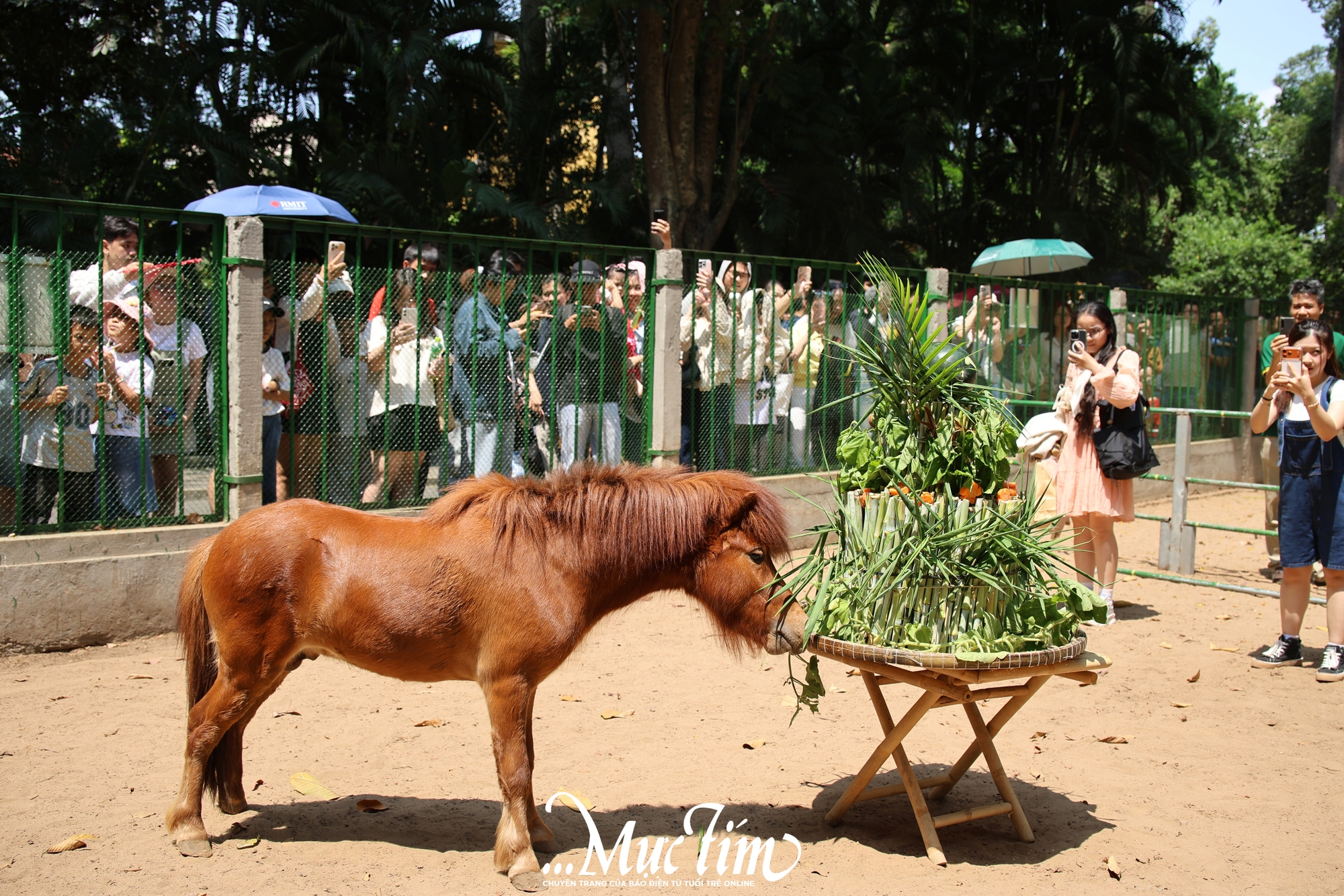 Ngựa lùn Cacao Thảo cầm viên ra mắt, “khai hoa bắt miếng” tại tiệc đầy tháng- Ảnh 7.