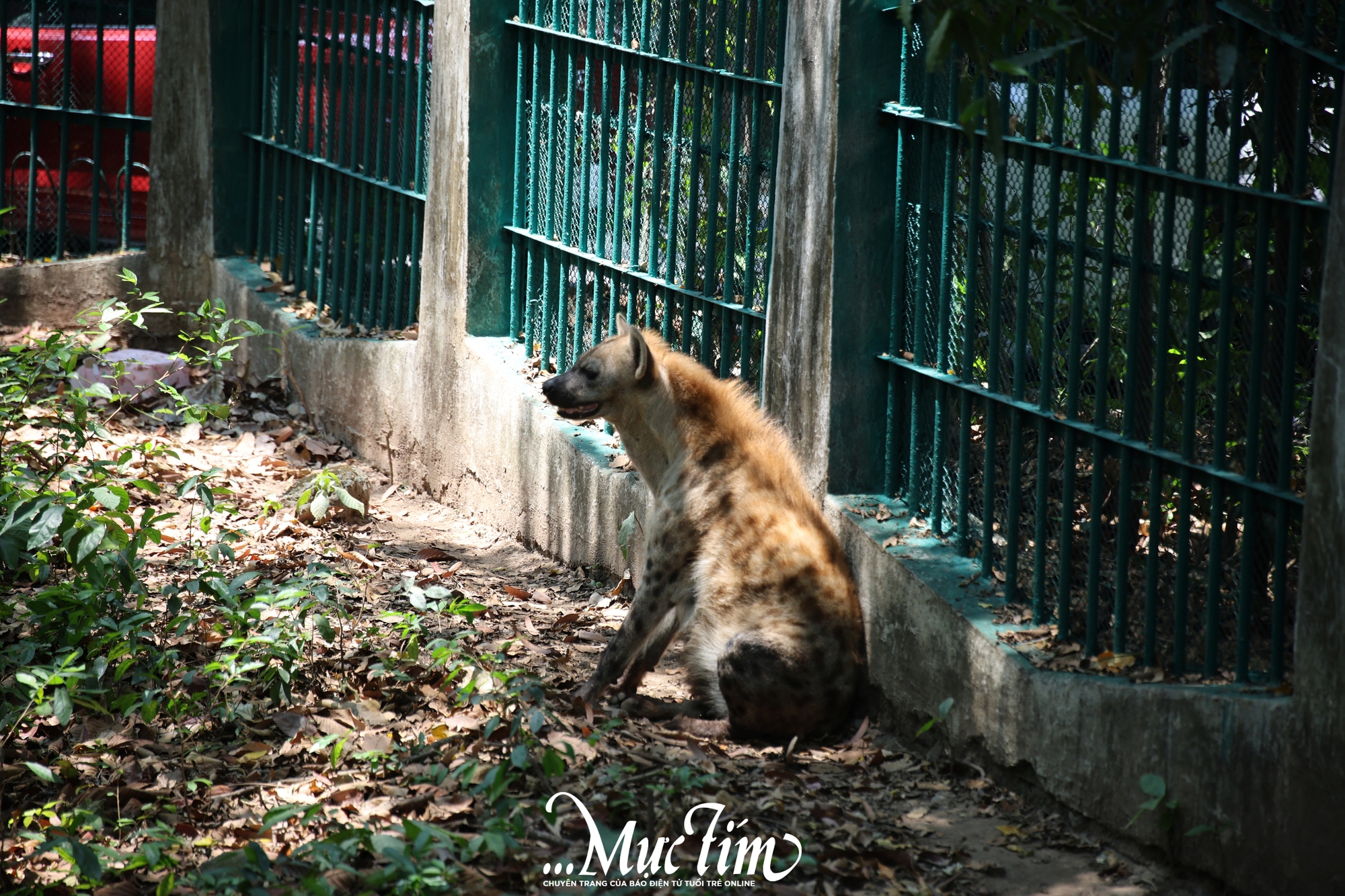 Ngựa lùn Cacao Thảo cầm viên ra mắt, “khai hoa bắt miếng” tại tiệc đầy tháng- Ảnh 9.