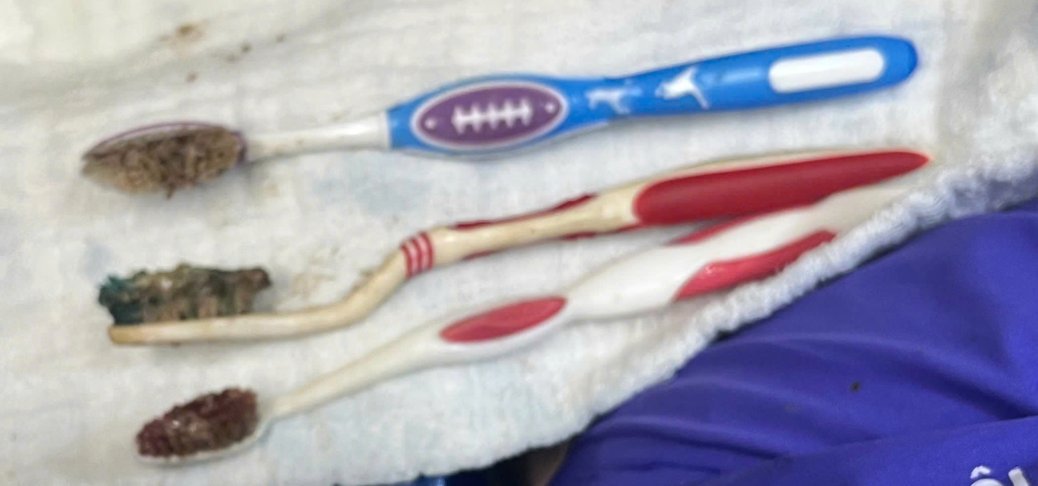 bàn chải - Ảnh 2.