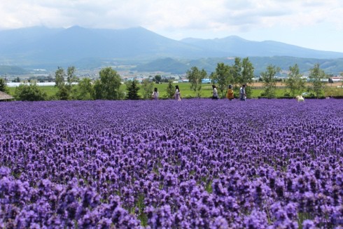 Rising interest in Japan's traditional culture and the four seasons - Ảnh 3.