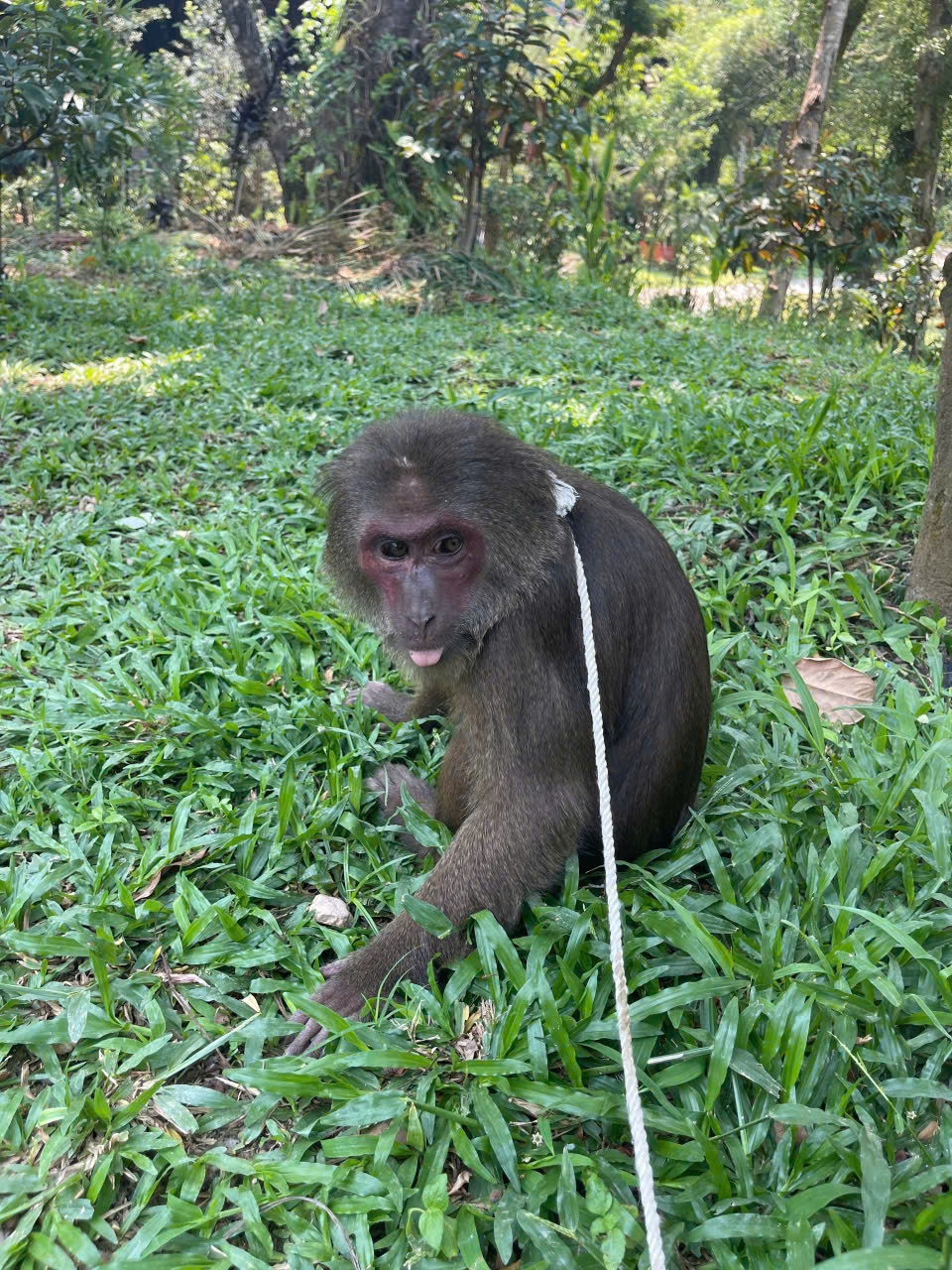 Giải Cứu 'Tiểu Ngộ Không' Lạc Lối: Chú Khỉ Mặt Đỏ May Mắn Được Đưa Về Vòng Tay Tự Nhiên Tại Huế