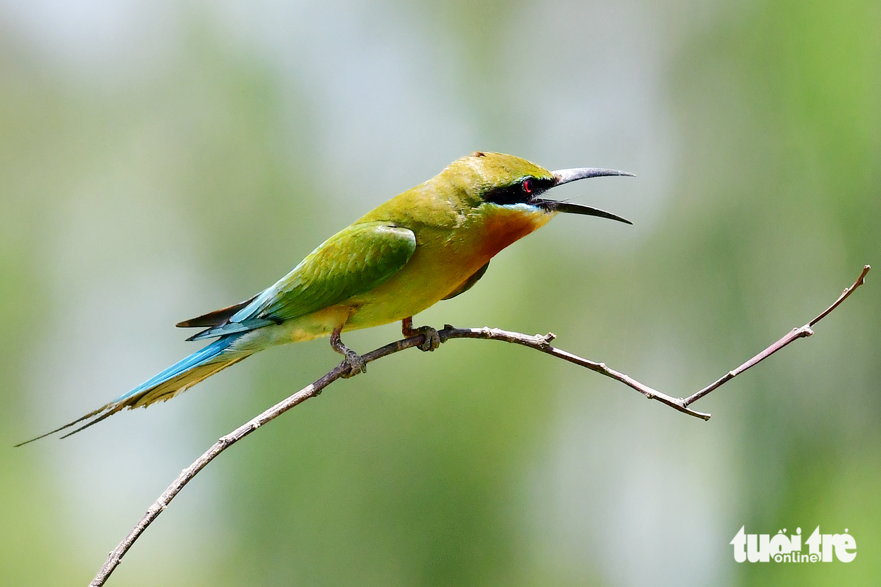 chim trảu - Ảnh 1.