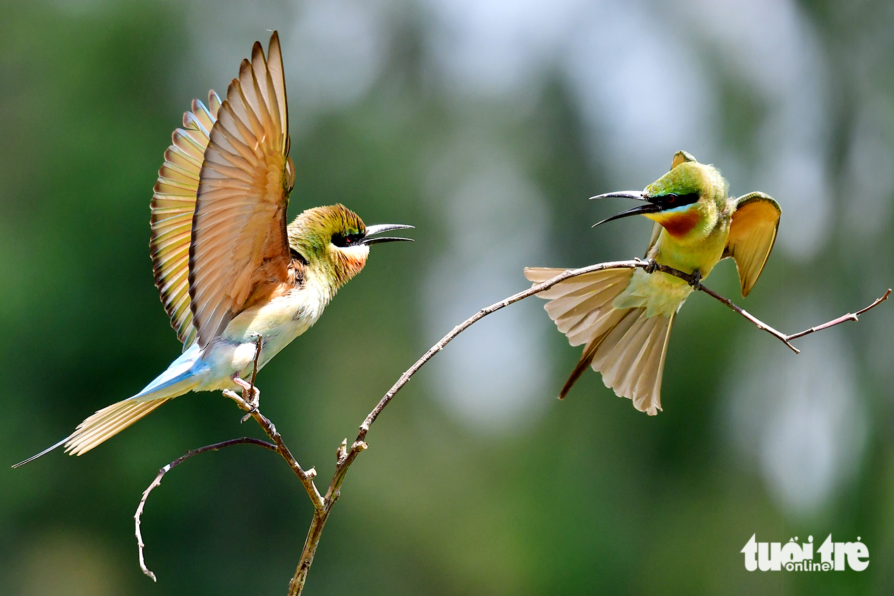 chim trảu - Ảnh 6.