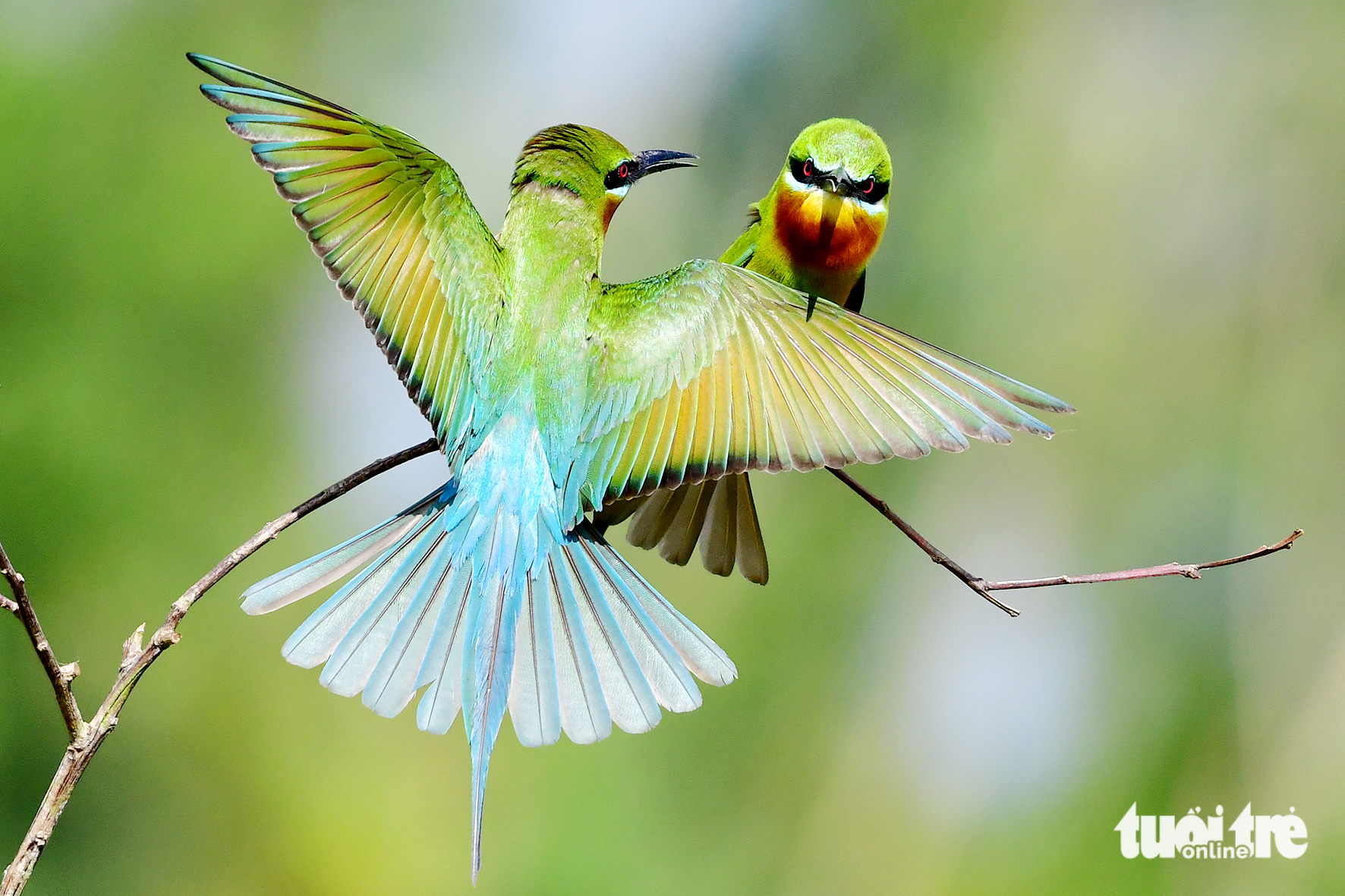 chim trảu - Ảnh 8.