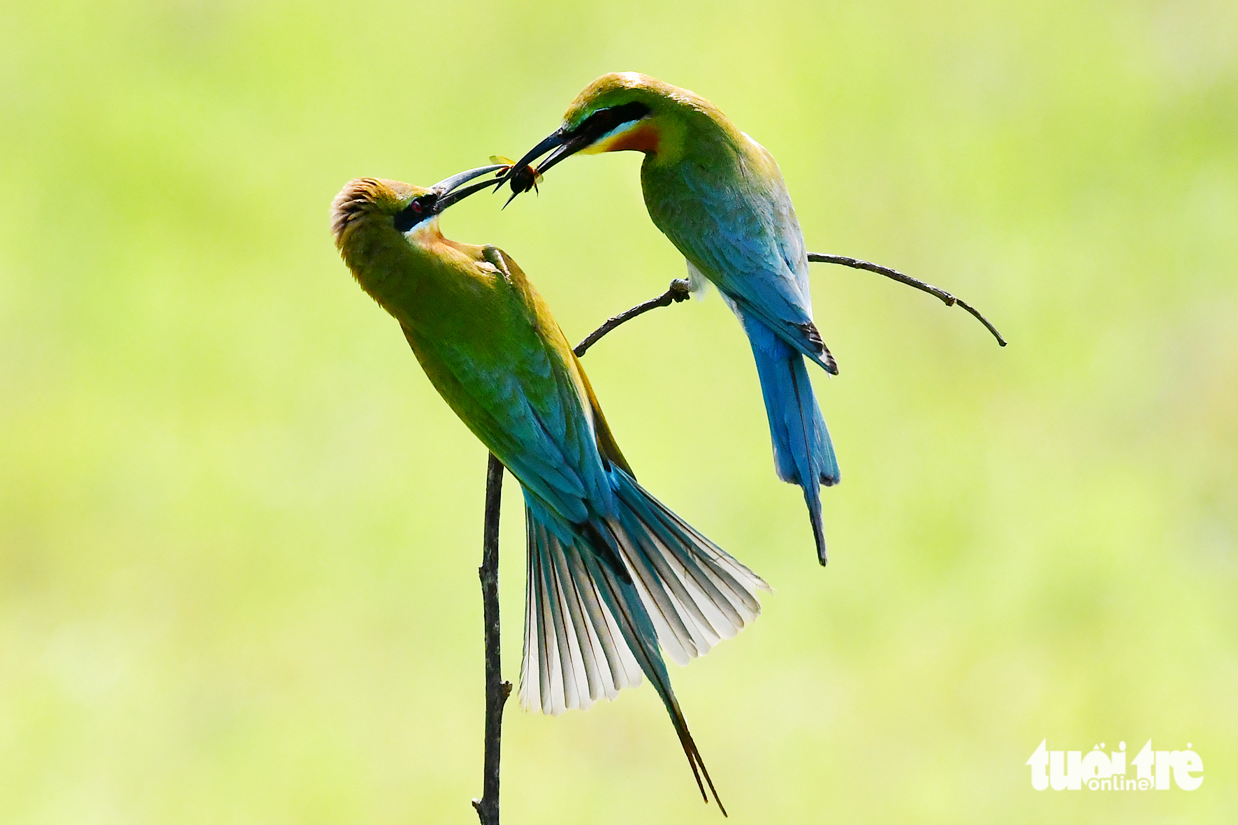Ngắm khoảnh khắc 'đáng yêu' của chim trảu đuôi xanh ở miền Tây - Ảnh 2.