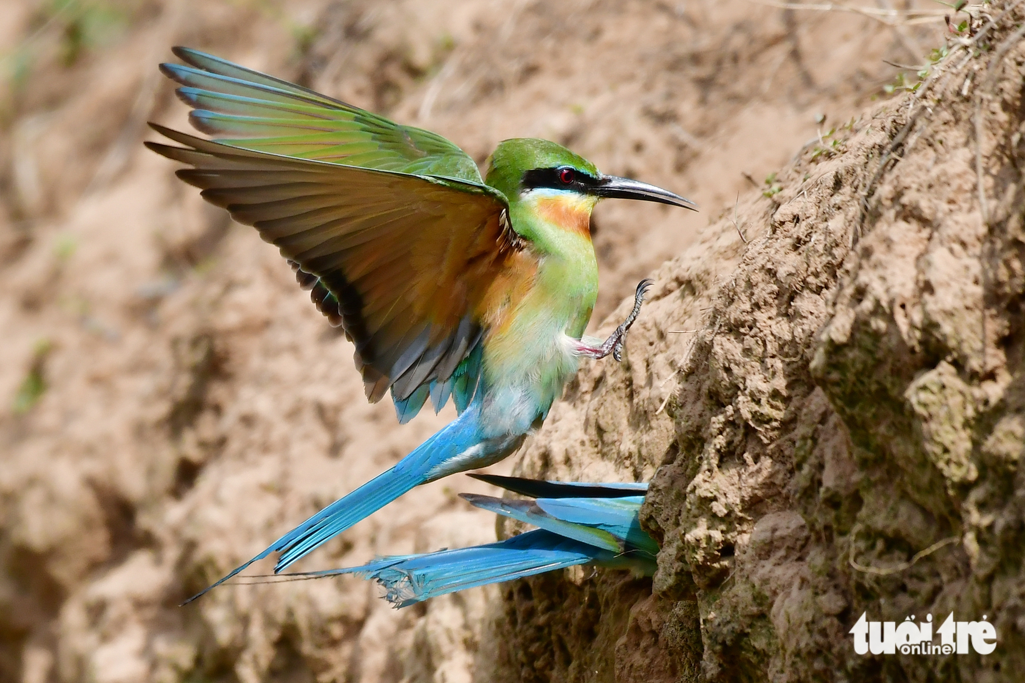 Ngắm khoảnh khắc 'đáng yêu' của chim trảu đuôi xanh ở miền Tây - Ảnh 9.