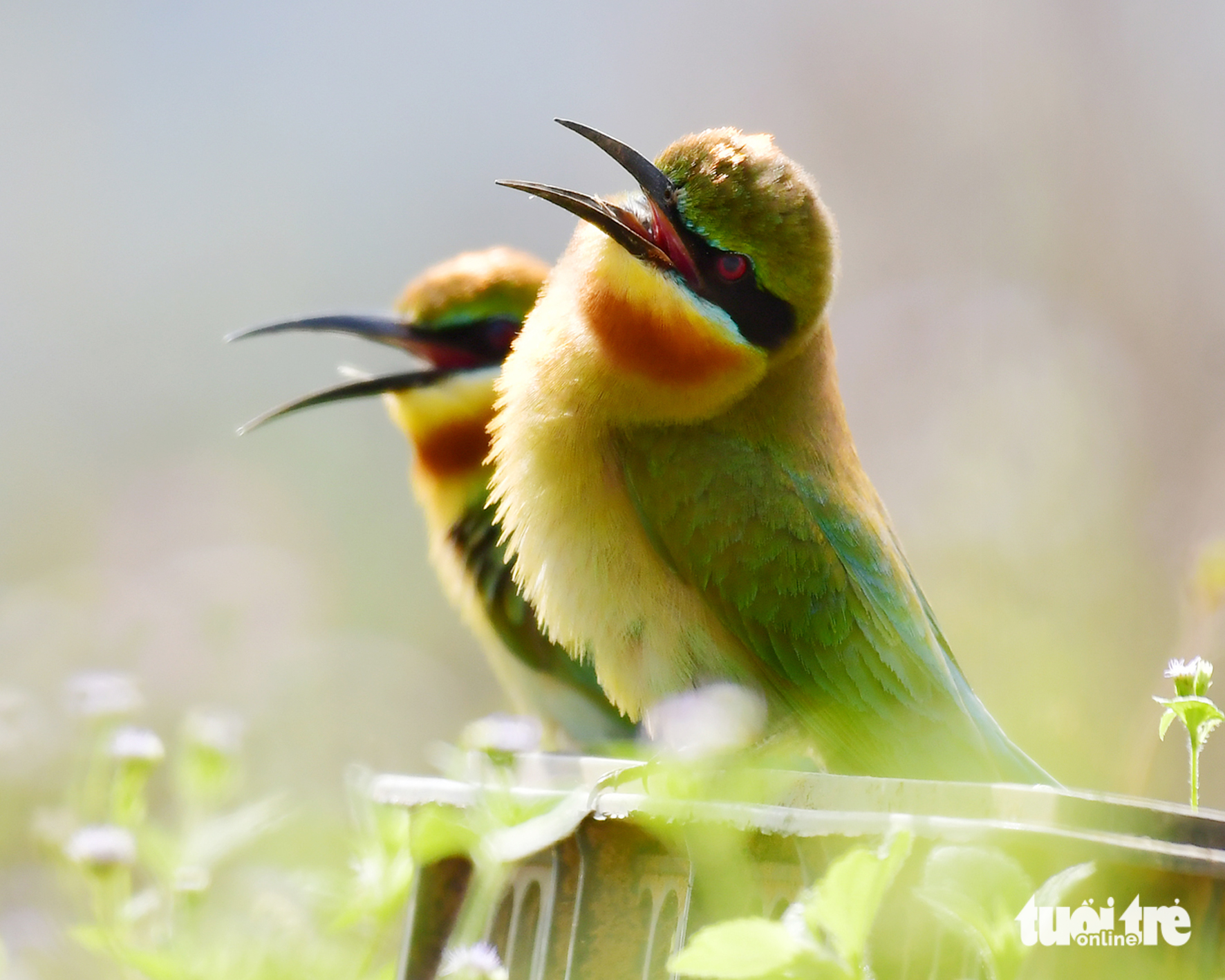 chim trảu - Ảnh 12.