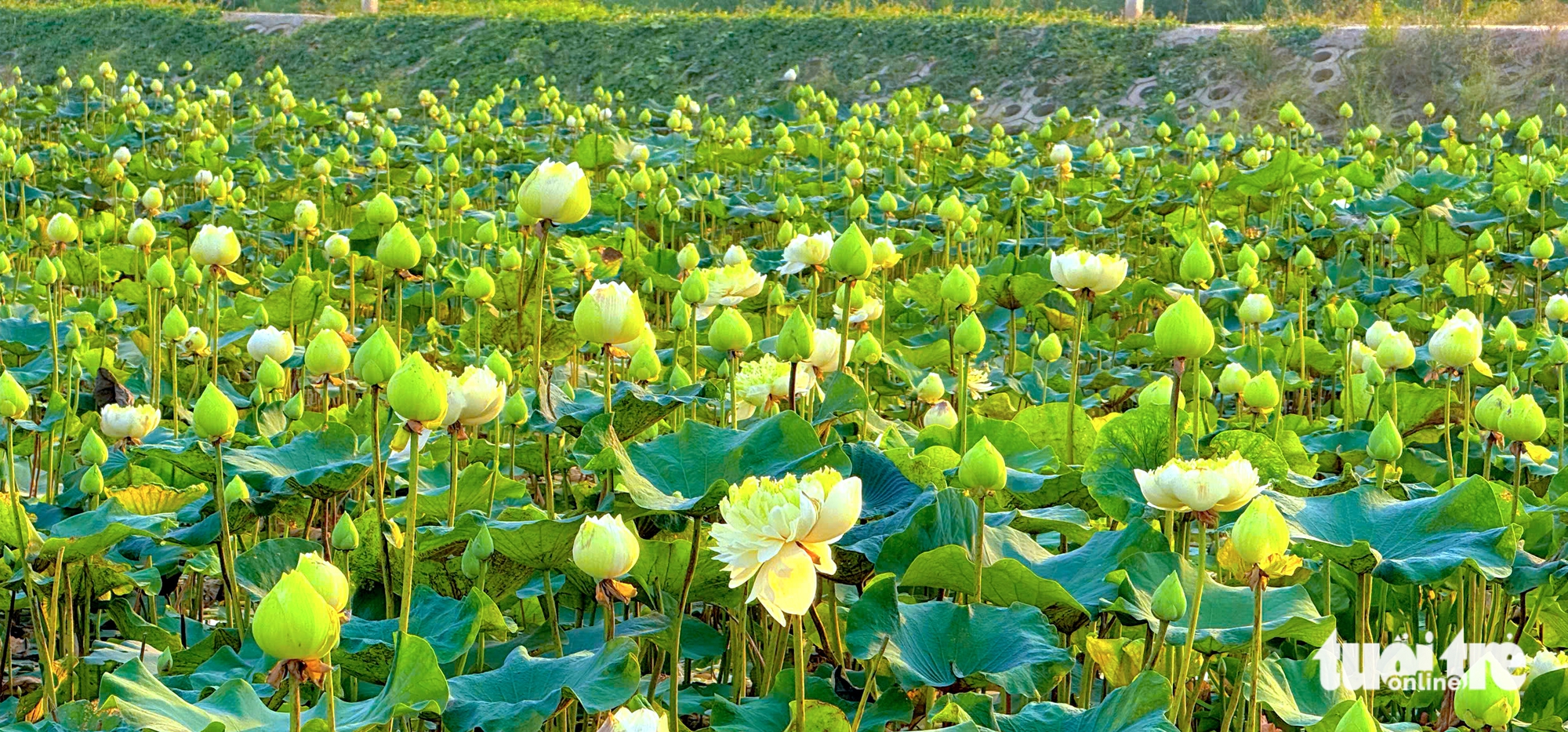 Trồng sen trắng thu hoạch bông kiếm tiền triệu mỗi ngày - Ảnh 1.