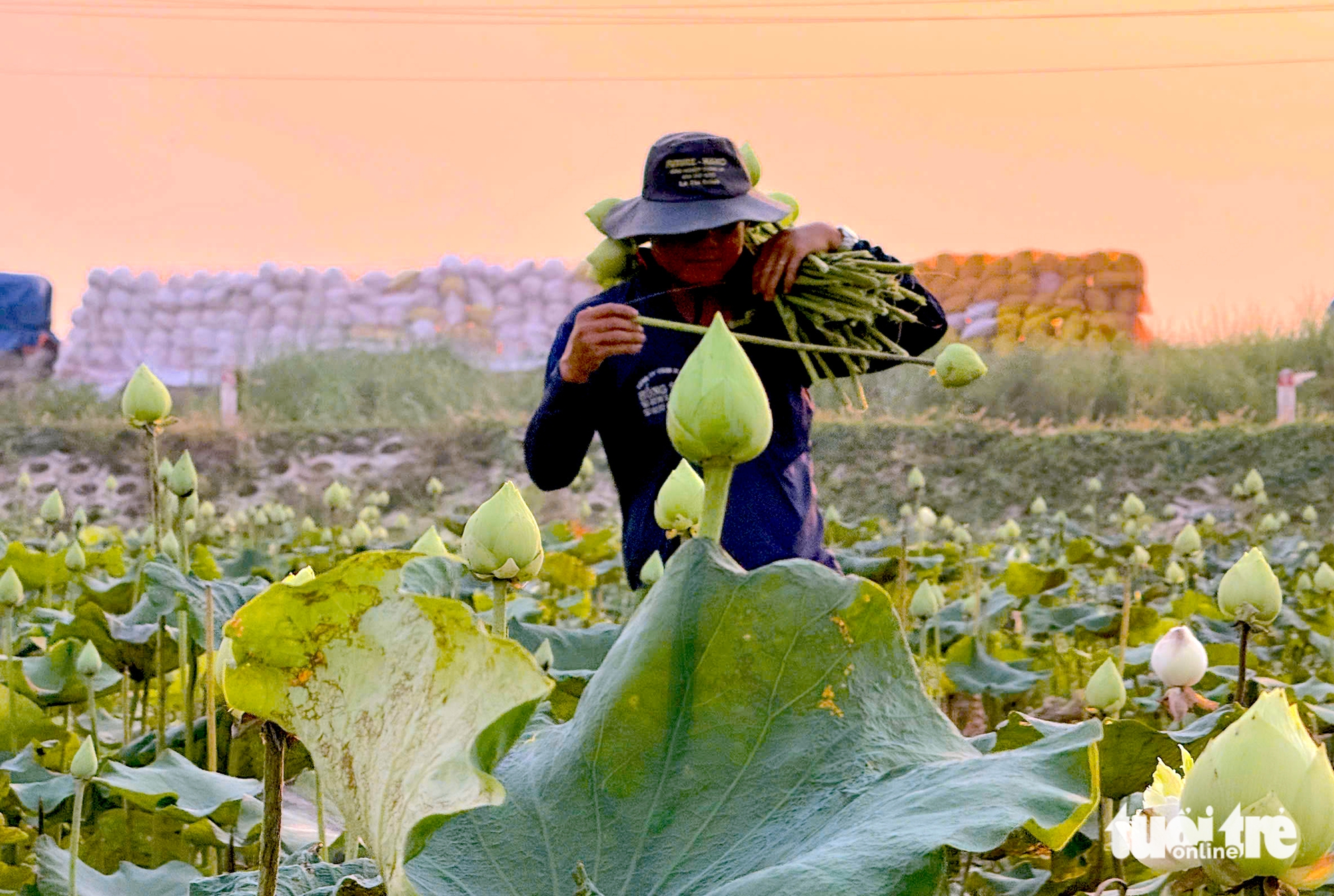 sen trắng - Ảnh 2.
