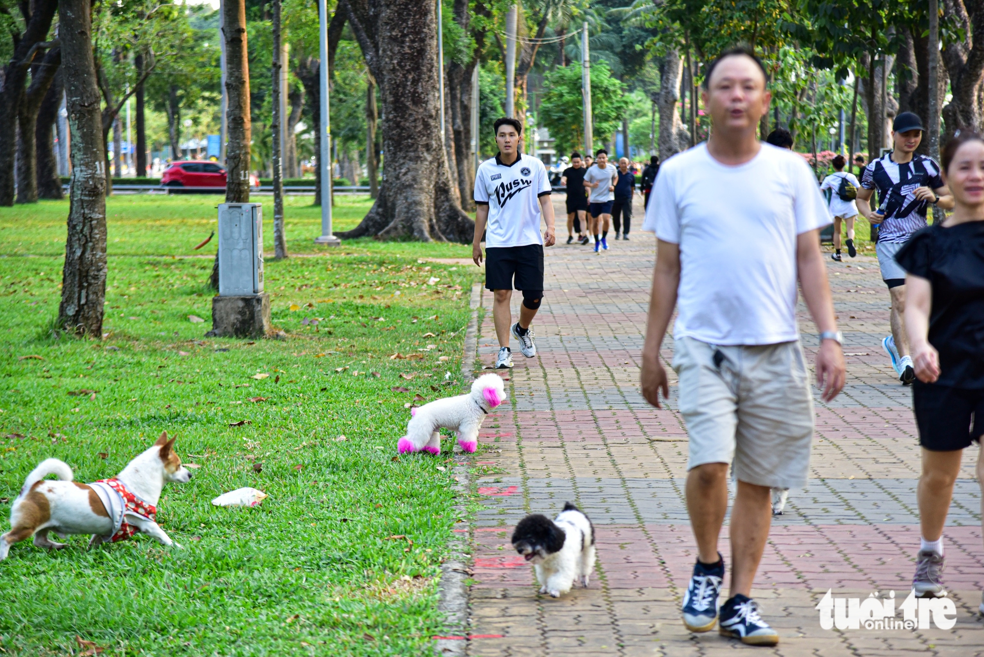 Unleashed dogs raise safety concerns in Ho Chi Minh City public places - Ảnh 1.
