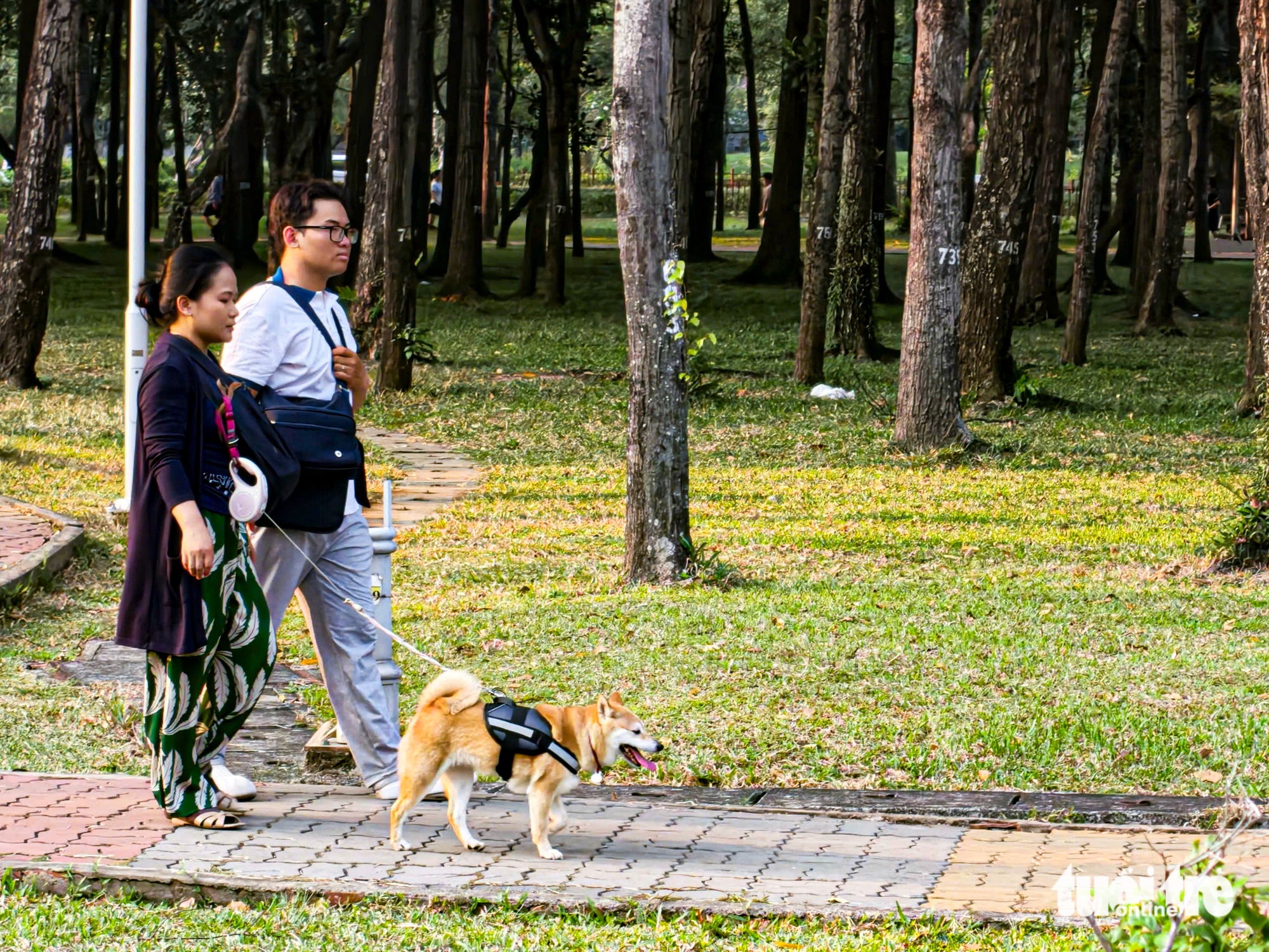 Unleashed dogs raise safety concerns in Ho Chi Minh City public places - Ảnh 6.
