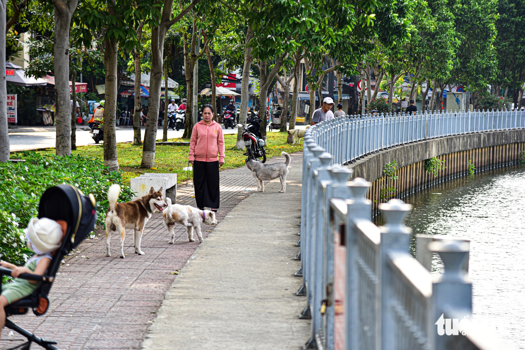 Unleashed dogs raise safety concerns in Ho Chi Minh City public places - Ảnh 7.