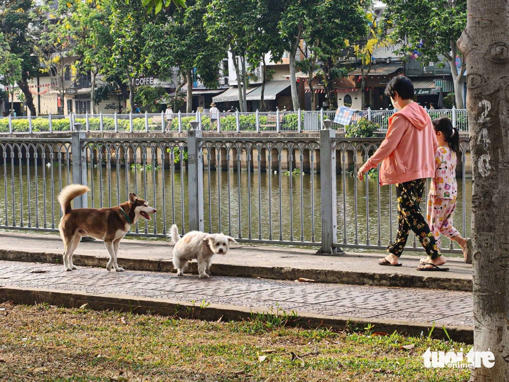 chó thả rông - Ảnh 8.