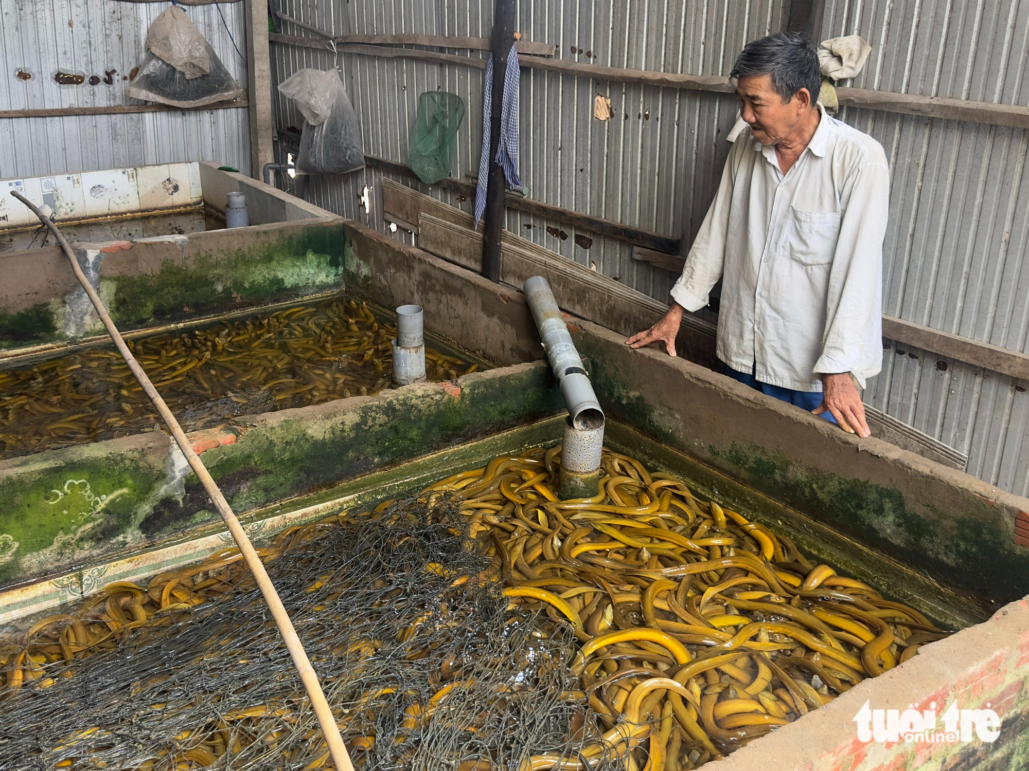 giá lươn - Ảnh 1.