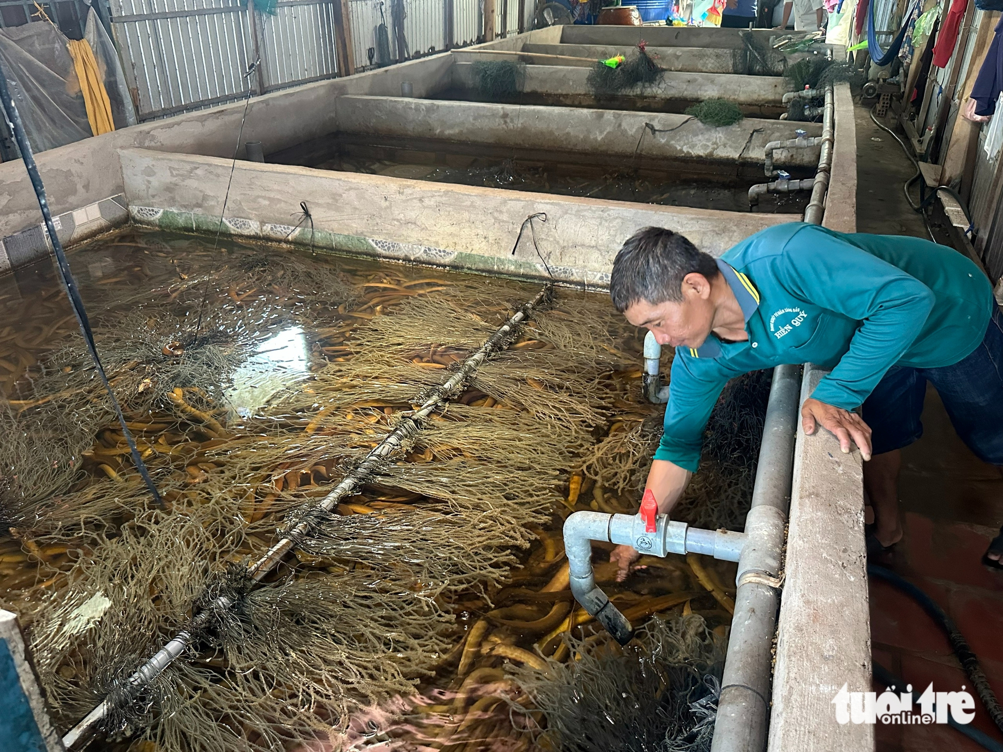 giá lươn - Ảnh 2.