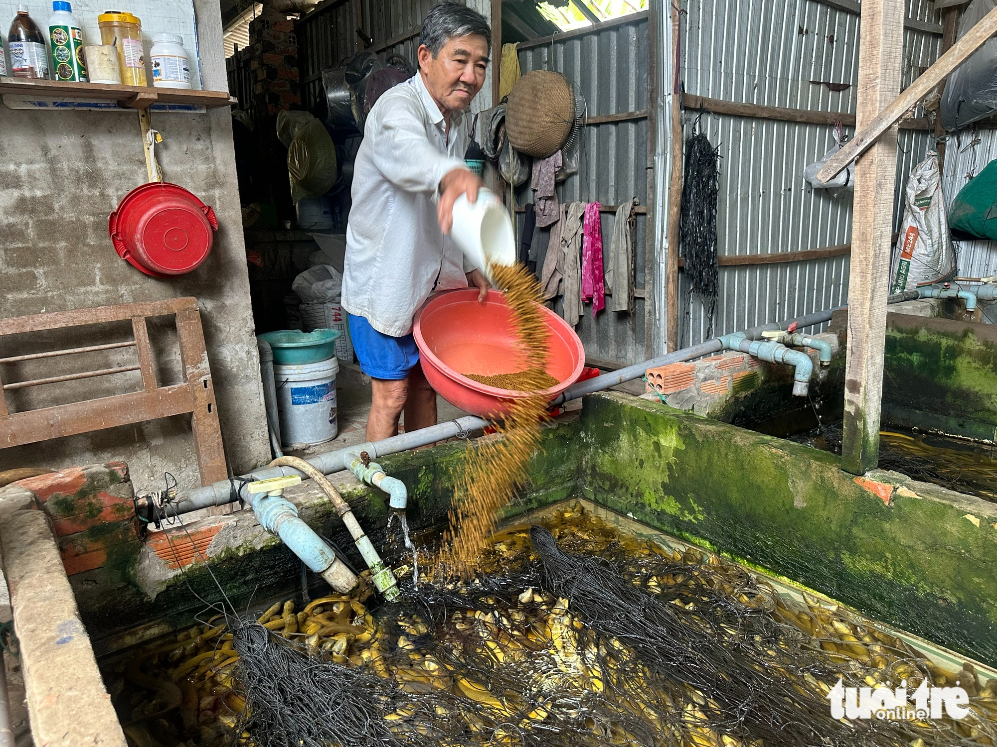 giá lươn - Ảnh 3.