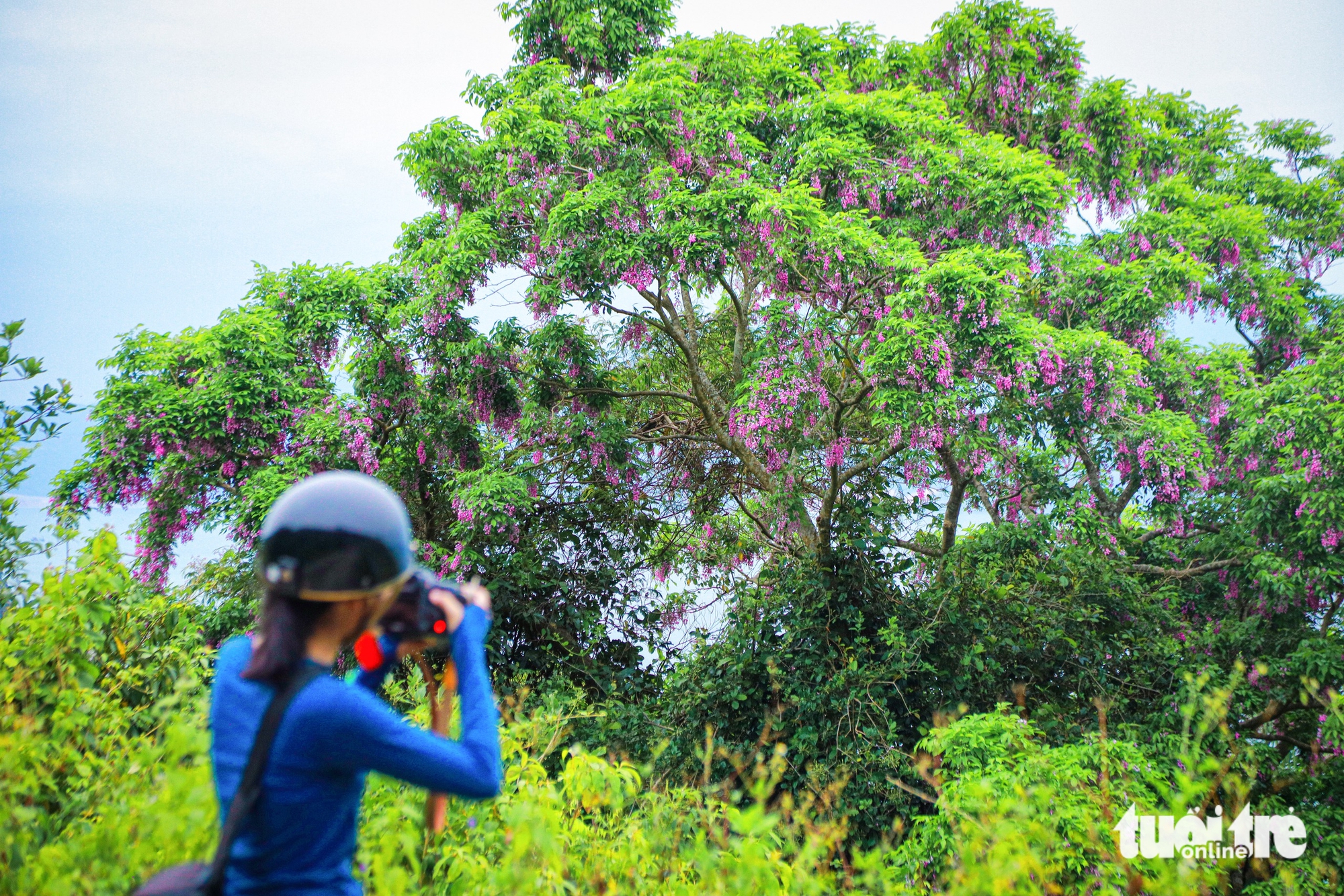Sơn Trà - Ảnh 2.
