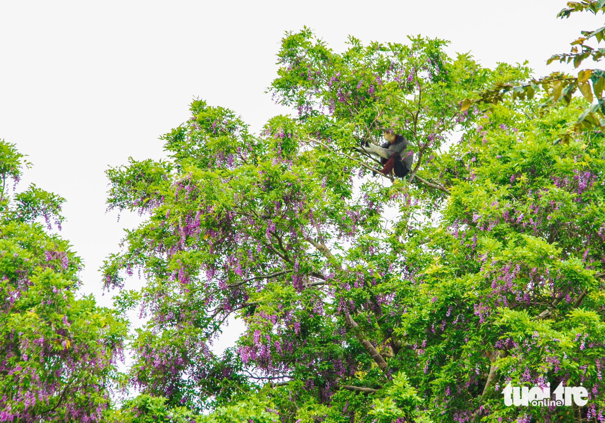 Sơn Trà Mùa Hoa Thàn Mát: Nét Đẹp Thiên Nhiên Dịu Nhẹ