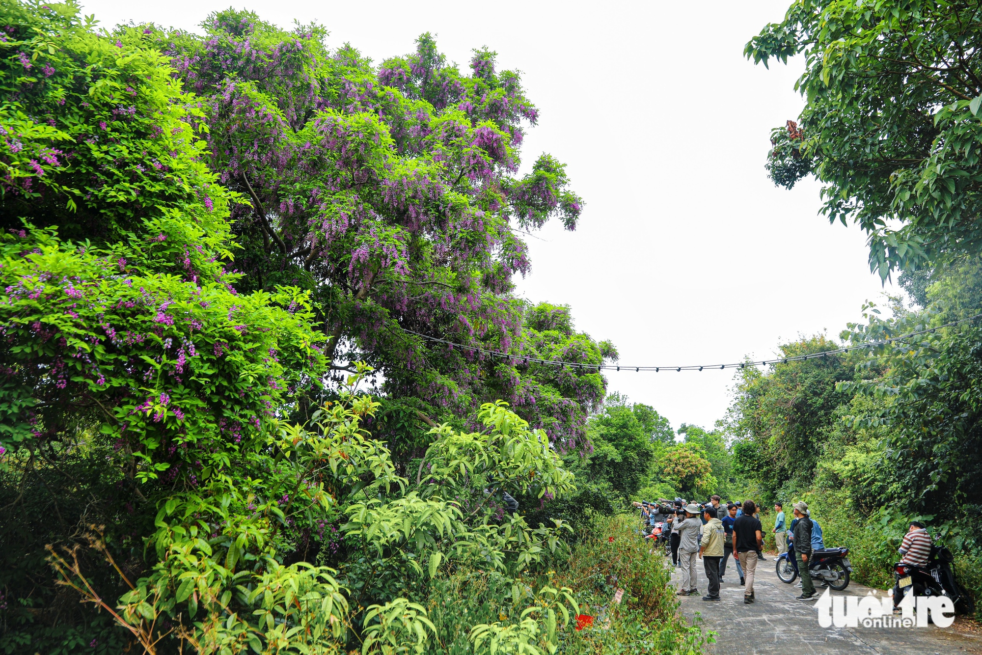 Sơn Trà - Ảnh 4.