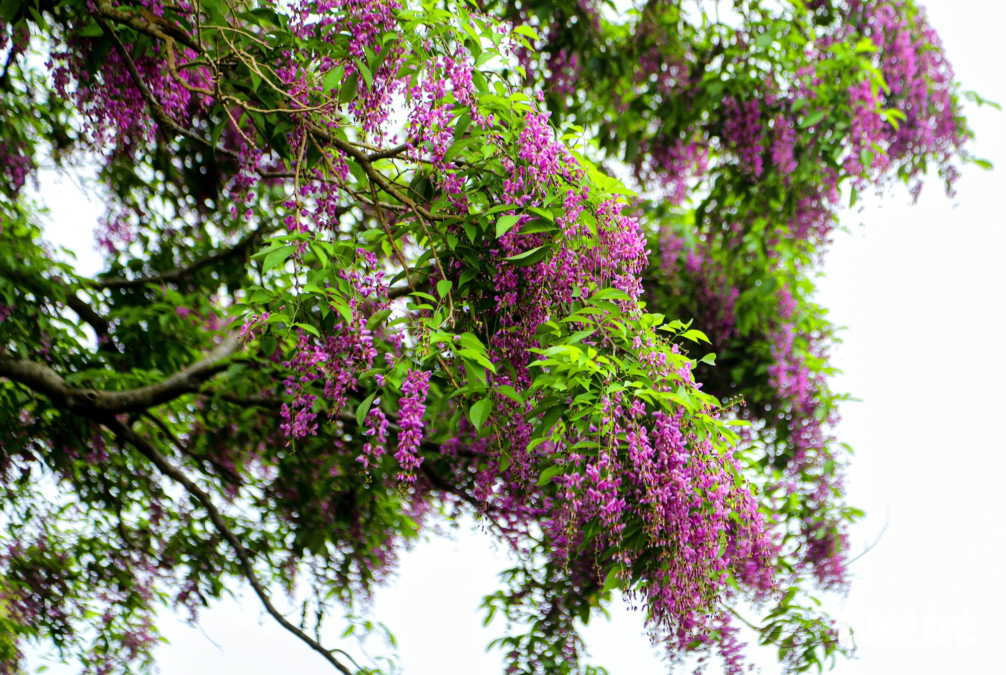 Sơn Trà - Ảnh 10.