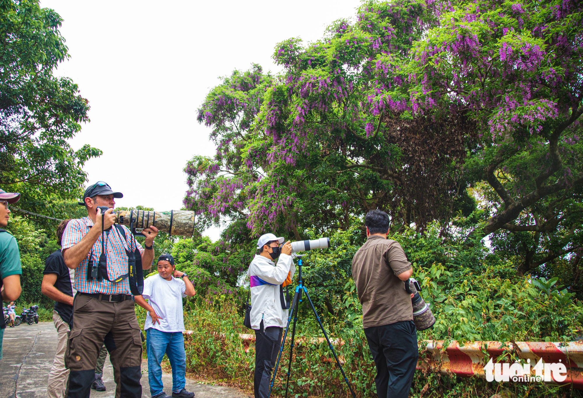 Tháng 4, hoa thàn mát nhuộm tím rừng Sơn Trà - Ảnh 11.